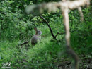 Hare - Zając